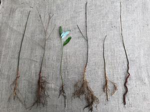 Bare root seedling examples