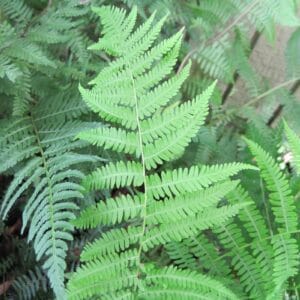 Athyrium aspleniodies "Lady fern"
