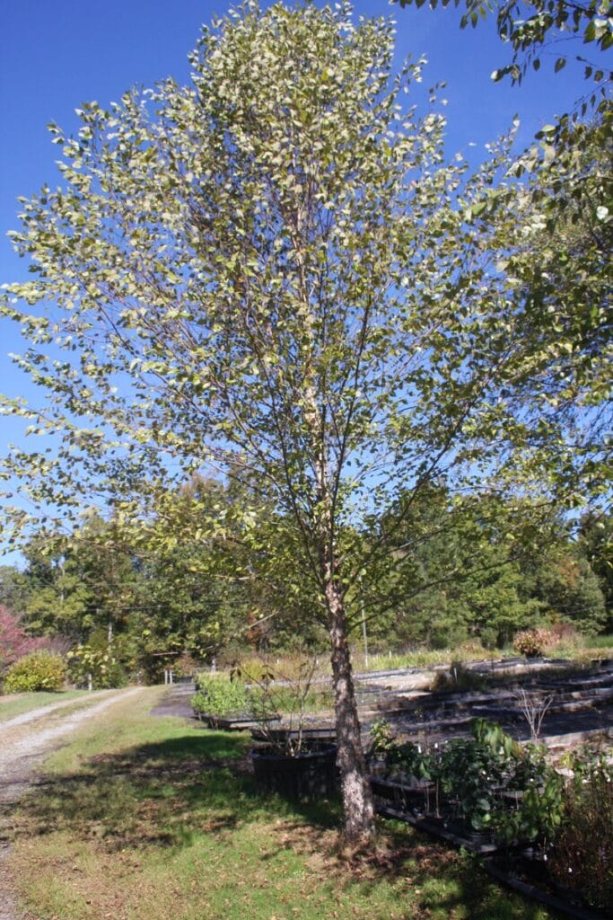 Betula nigra "River birch"