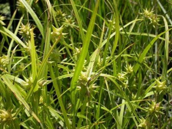 Carex grayi "Gray's sedge"
