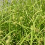 Carex intumescens "Bladder sedge"