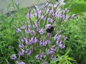 Verbena hastata "Blue vervain" in bloom