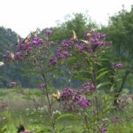Vernonia noveboracensis "Ironweed" in bloom