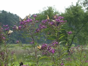 Vernonia noveboracensis "Ironweed" in bloom