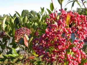 Viburnum nudum "Possum haw viburnum"