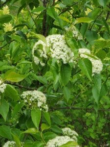 Viburnum prunifolium "Black haw" in bloom