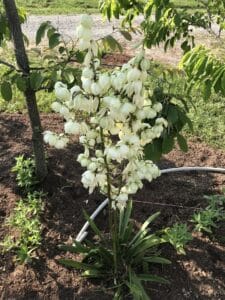 Yucca filamentosa "Yucca" in bloom