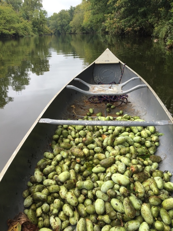 Collecting Asimina triloba "Pawpaw" by canoe