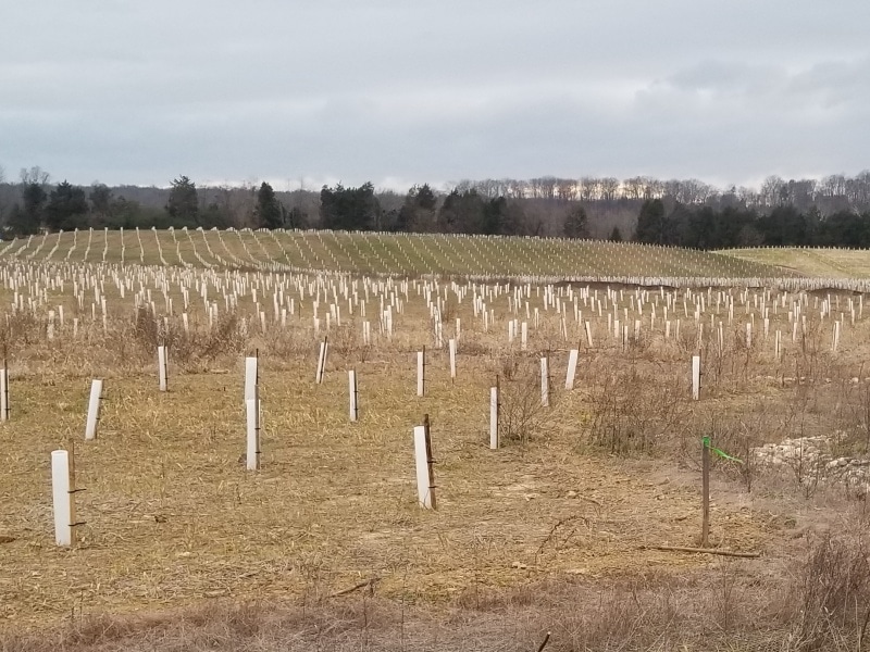 Field with rows of tree seedlings planted in tubes