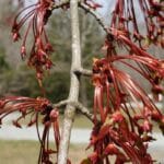 Acer rubrum "Red maple"