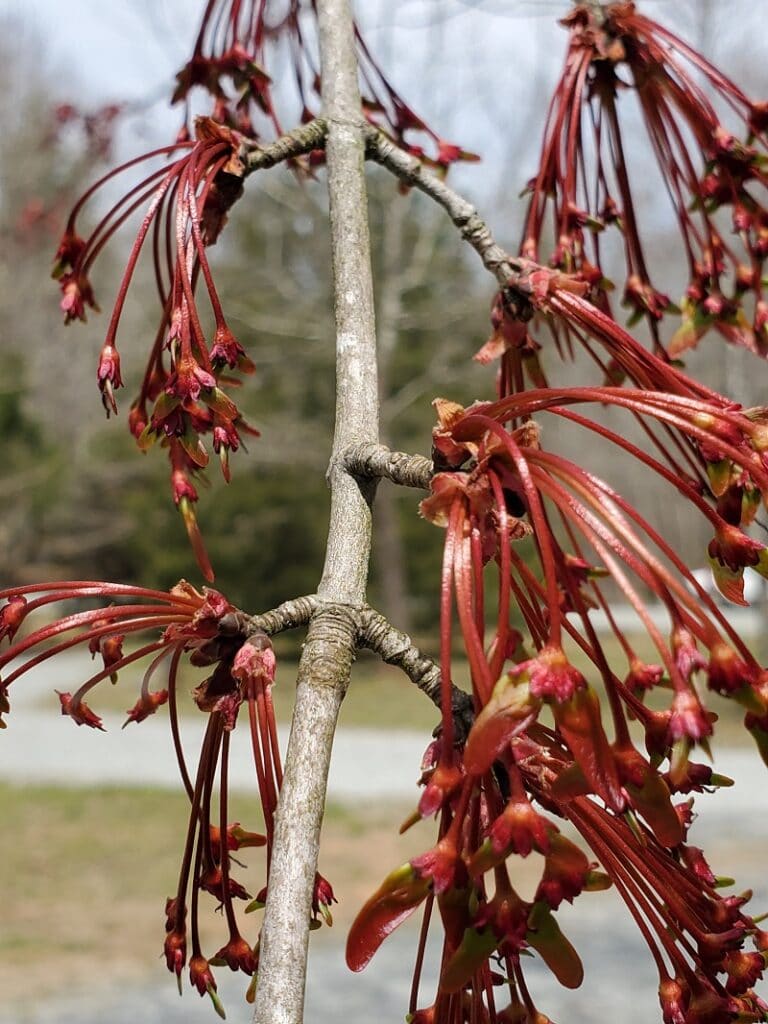 Acer rubrum "Red maple"