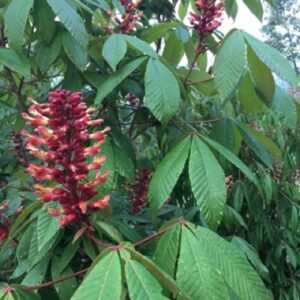 Aesculus pavia "Red buckeye" in bloom