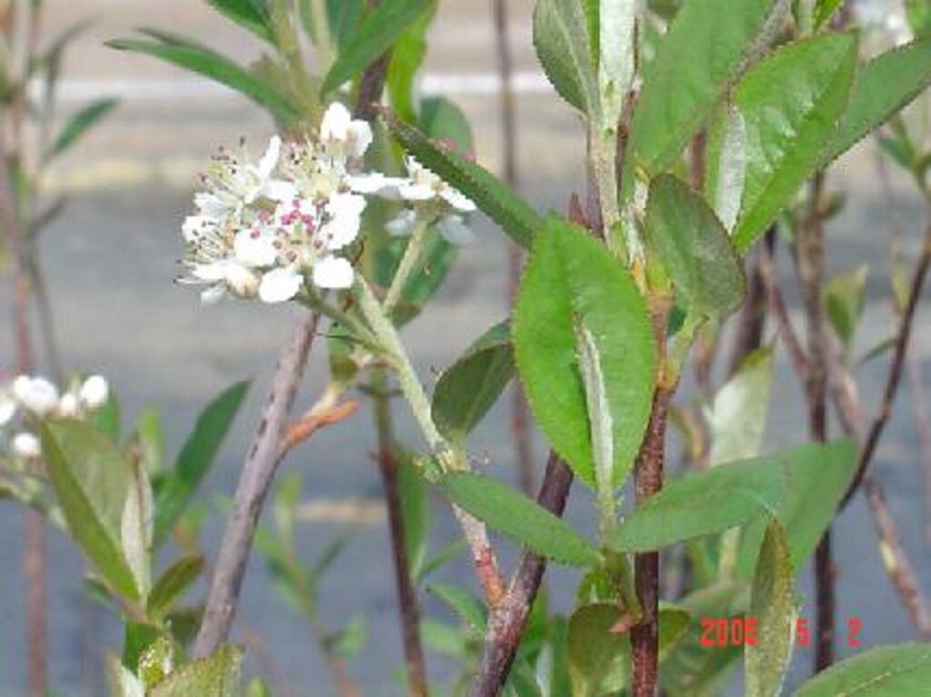 Aronia arbutifolia "Choke cherry/Red chokeberry" in bloom