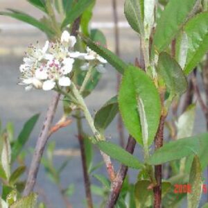 Aronia arbutifolia "Choke cherry/Red chokeberry" in bloom