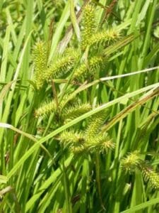 Carex lurida "Shallow sedge"