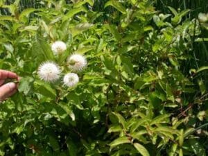 Cephalanthus occidentalis "Button bush"