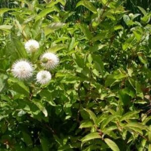 Cephalanthus occidentalis "Button bush"