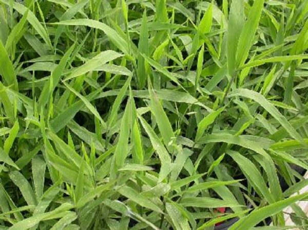 Chasmanthium latifolium "River oats/Indian wild oats"