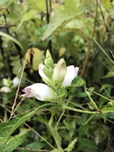 Chelone glabra "White turtlehead" in bloom