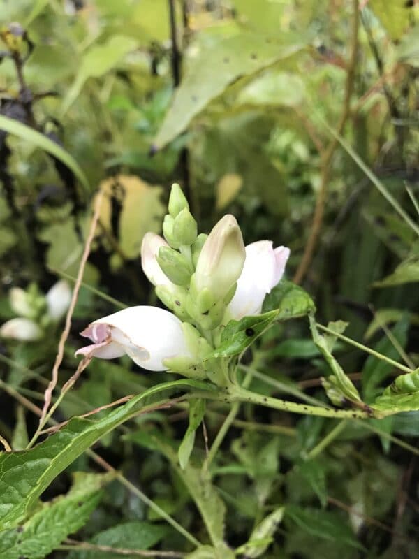 Chelone glabra "White turtlehead" in bloom