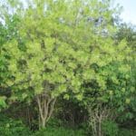 Chionanthus virginicus "Fringe tree/White fringe tree"