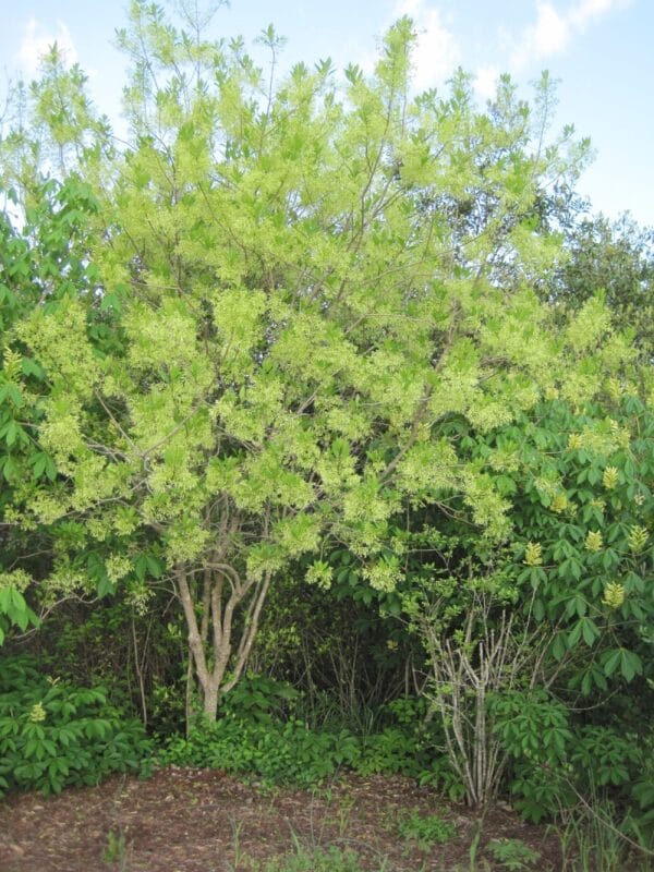 Chionanthus virginicus "Fringe tree/White fringe tree"