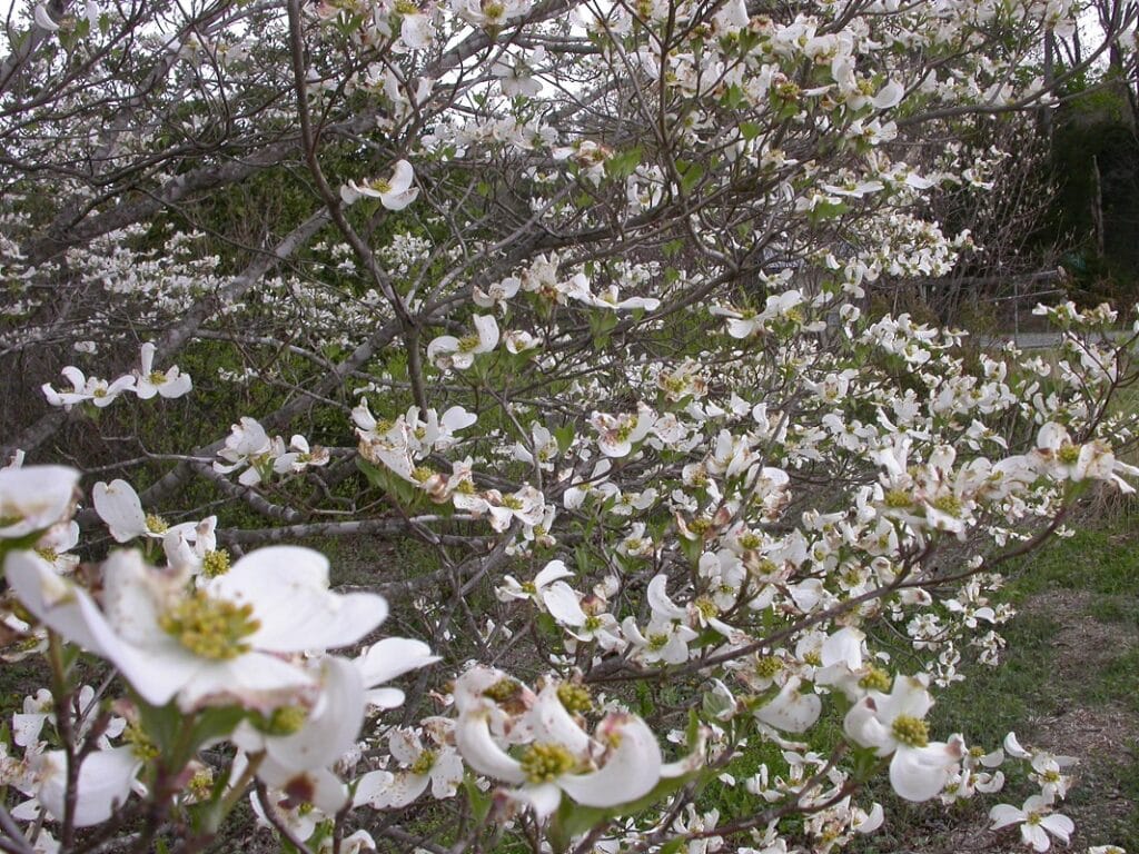 Benthamidia florida "Flowering dogwood" in bloom