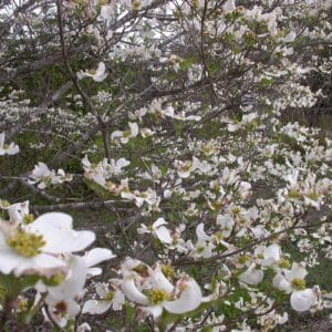 Benthamidia florida "Flowering dogwood" in bloom