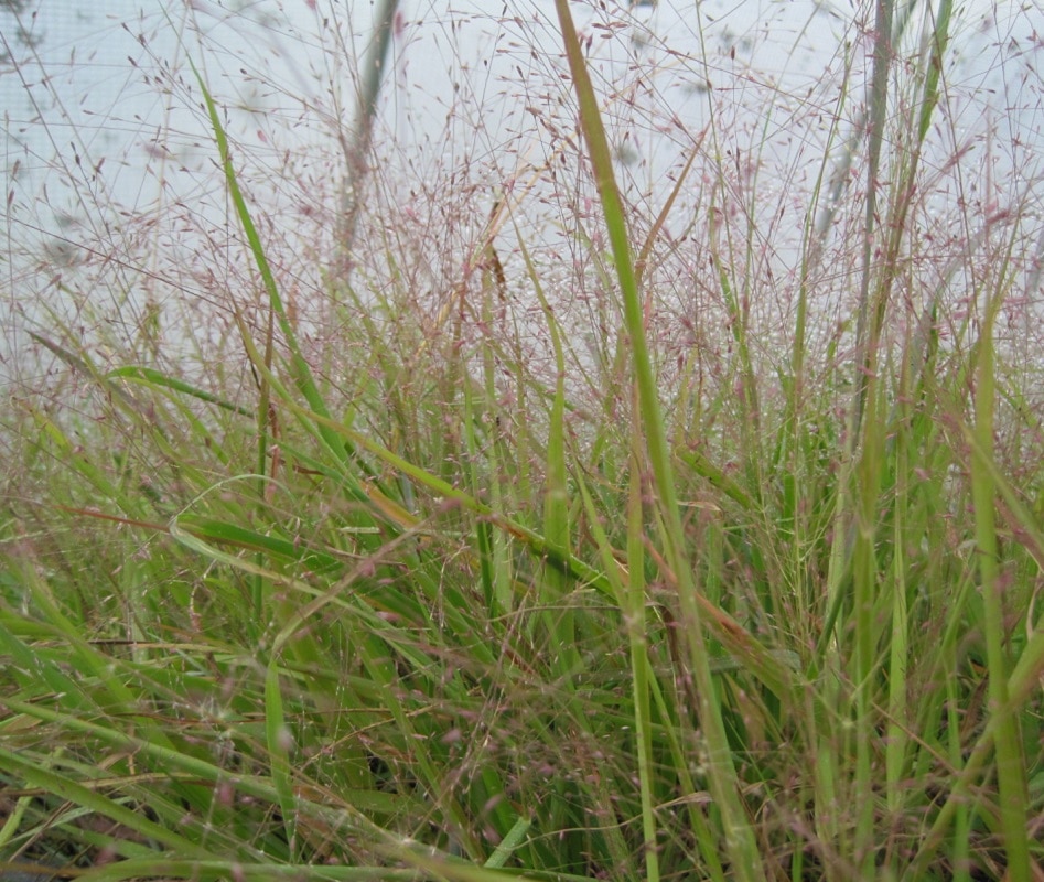 Eragrostis spectabilis "Purple lovegrass"