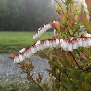 Eubotrys racemosus "Fetterbush/Swamp dog hobble" in bloom