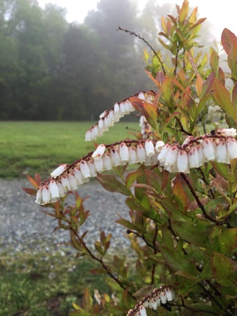 Eubotrys racemosus "Fetterbush/Swamp dog hobble" in bloom