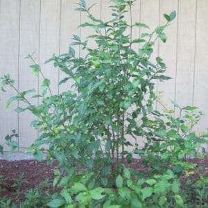 Euonymus americanus "Strawberry bush"