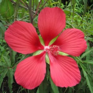 Hibiscus coccineus "Scarlet rose mallow" in bloom