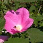 Hibiscus moscheutos "Rose mallow" in bloom