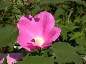 Hibiscus moscheutos "Rose mallow" in bloom