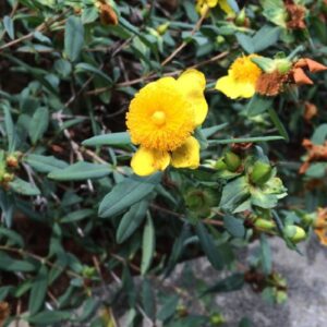 Hypericum densiflorum "Bushy St. Johnswort"