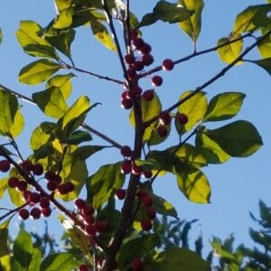 Ilex decidua "Possum haw"