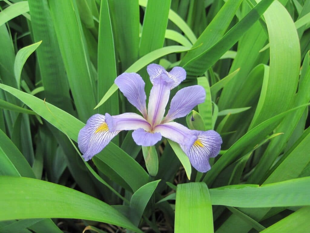 Iris virginica "Southern blue flag" in bloom