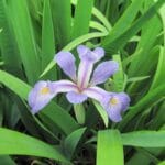 Iris virginica "Southern blue flag" in bloom