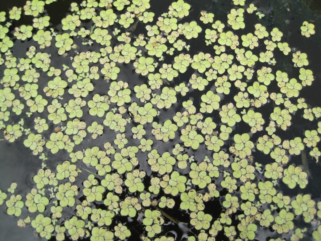 Lemna spp. "Duck weed"