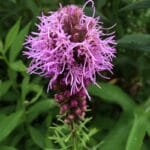 Liatris spicata "Blazing star" in bloom