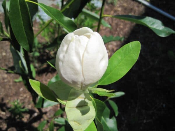 Magnolia virginiana "Sweetbay magnolia"