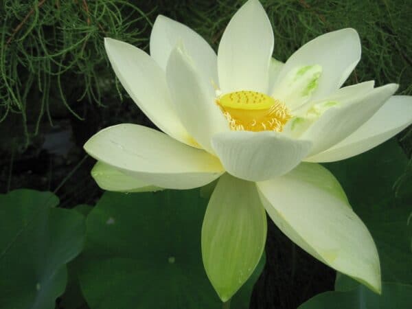 Nelumbo lutea "American lotus" bloom