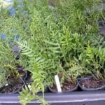 Onoclea sensibilis "Sensitive fern" gallons