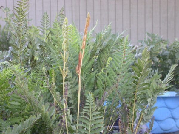Osmundastrum cinnamomea "Cinnamon fern"