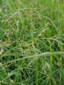 Panicum virgatum "Switchgrass"