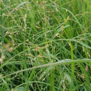 Panicum virgatum "Switchgrass"