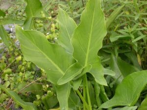 Peltandra virginica "Arrow arum"