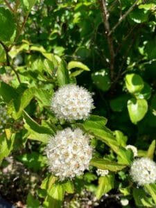 Physocarpus opulifolius "Ninebark" in bloom