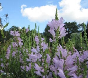 Physostegia virginiana "Obedient plant"